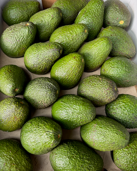 Axel Rod Farms Avocado